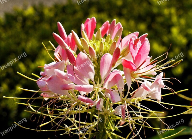 Inflorescence Summer Flower Multiple Individual Flowers Fully Flowers