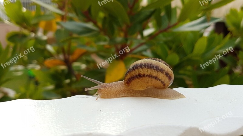 Snail Animal Nature Green Summer