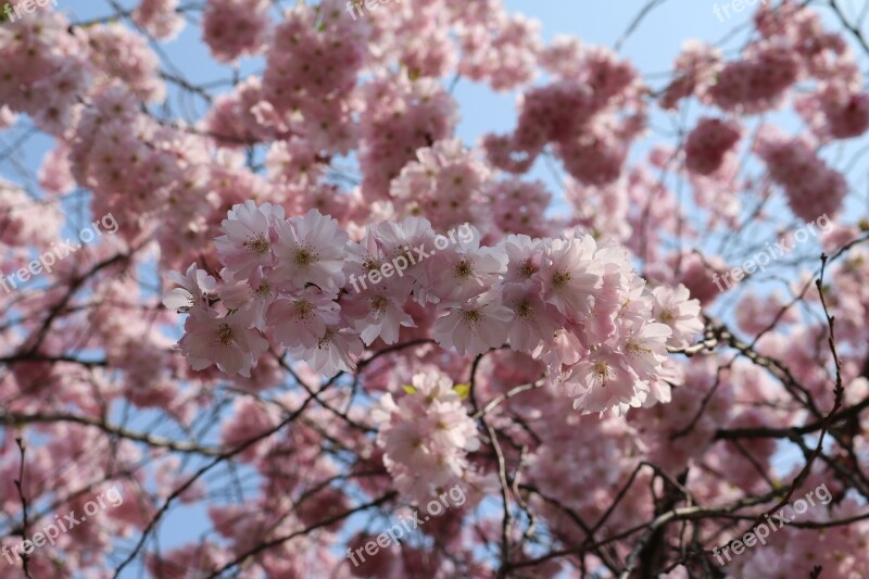 Cherry Blossom Landscape Format Pink Tree Nature