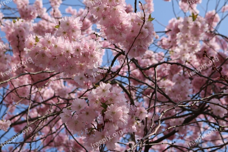 Cherry Blossom Landscape Format Pink Tree Nature