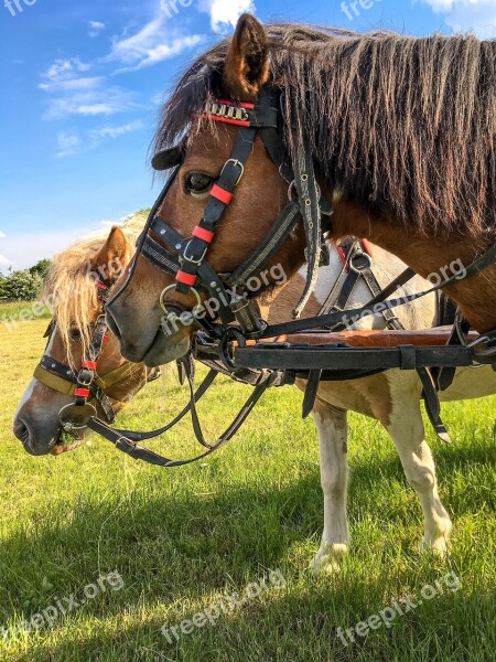 Horses The Horse The Head Of A Horse Koník Offspring