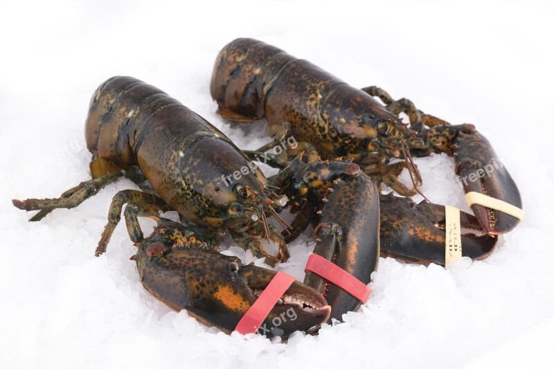 Lobster Lobsters Marine Animal Shellfish Food