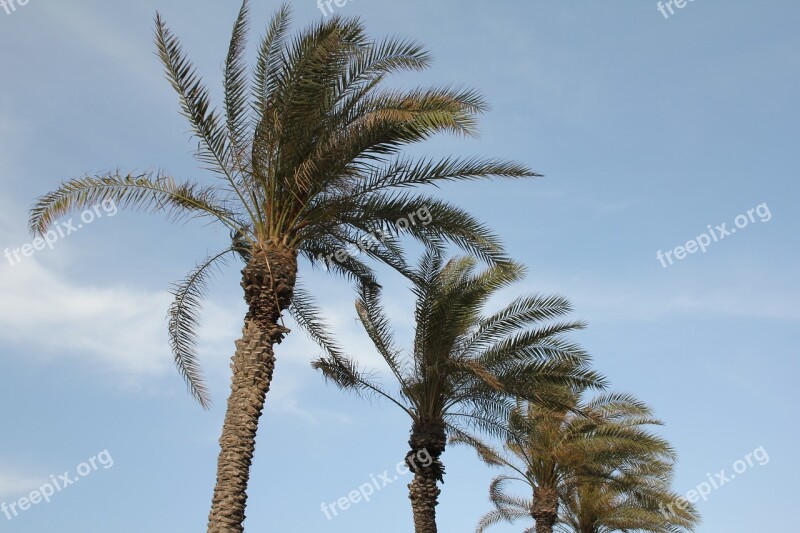 Palm Trees Sky Holiday Sea Beach