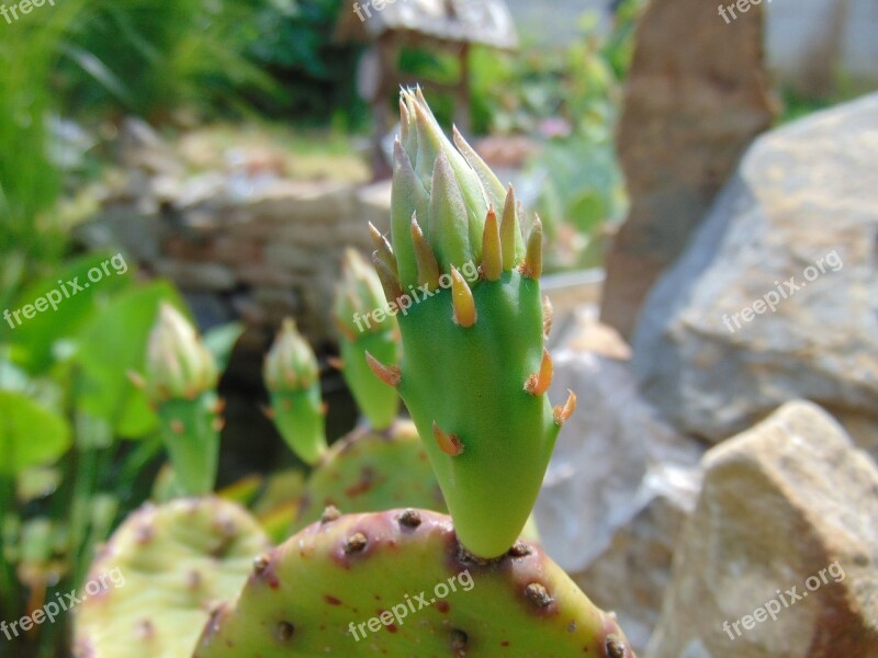 Cactus Foliage Green Spike Nature