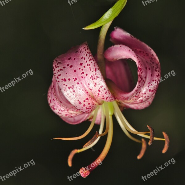 Blossom Bloom Forest Turk's Cap Lily Lily