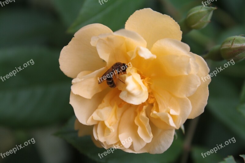 Rose Rose Bloom Wild Bee Bee Pollination