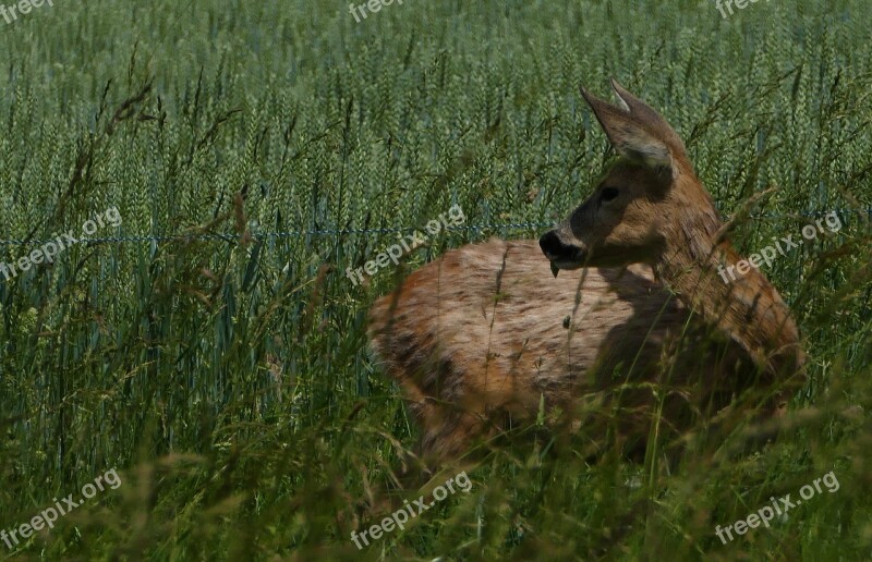 Nature Animals Roe Deer Grass Field