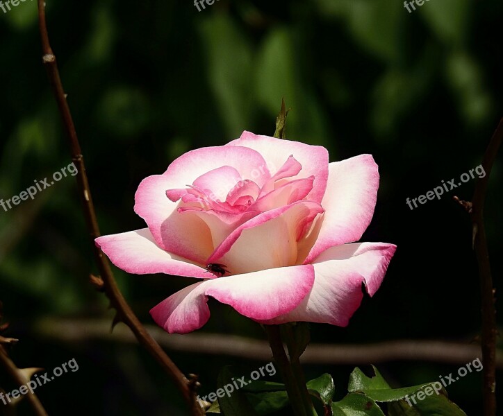 Flower Rose Garden Blooming Flower Rose Petals Free Photos