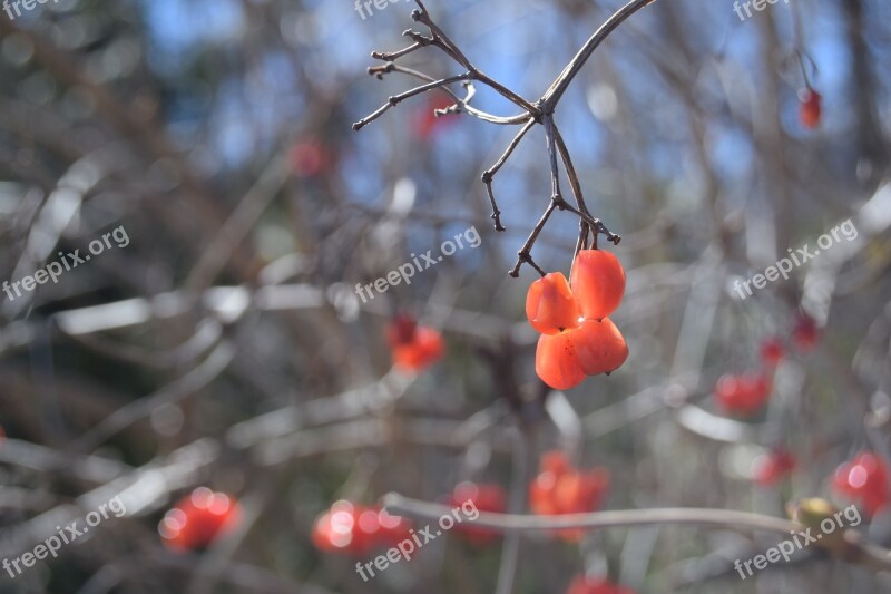 Berry Red Winter Impressions Branches Nature Sky