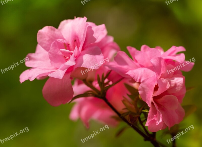 Azalea Azaleas Rhododendron Flower Spring