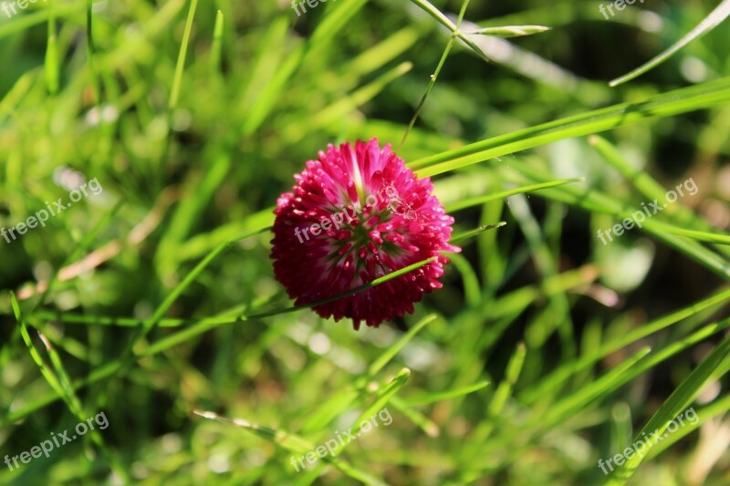 Clover Clover Flower Pink Flower Polyana Meadow