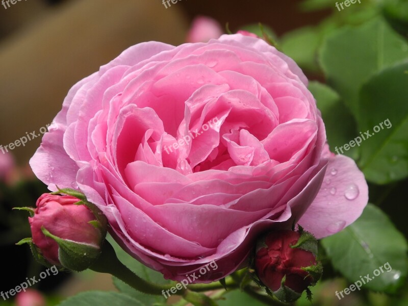 Rose Pink Nature Rose Bloom Pink Roses