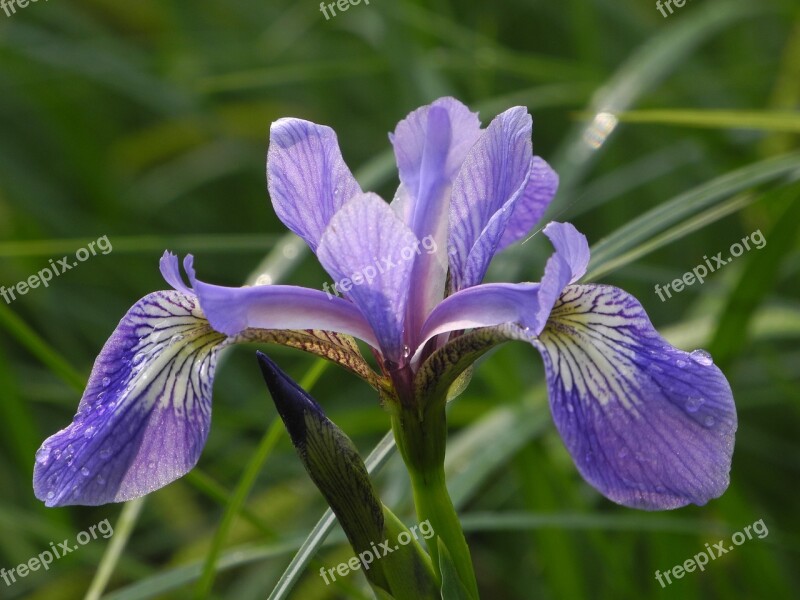 Flower Blue Iris Blossom Bloom