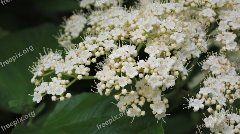 Blossom Drop White Flowers Plants