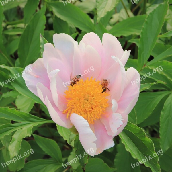 Flowers Bee Petal Plants Nature