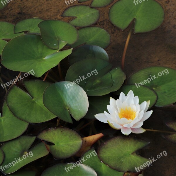 Water Lilies Lotus Underwater Flowers Plants