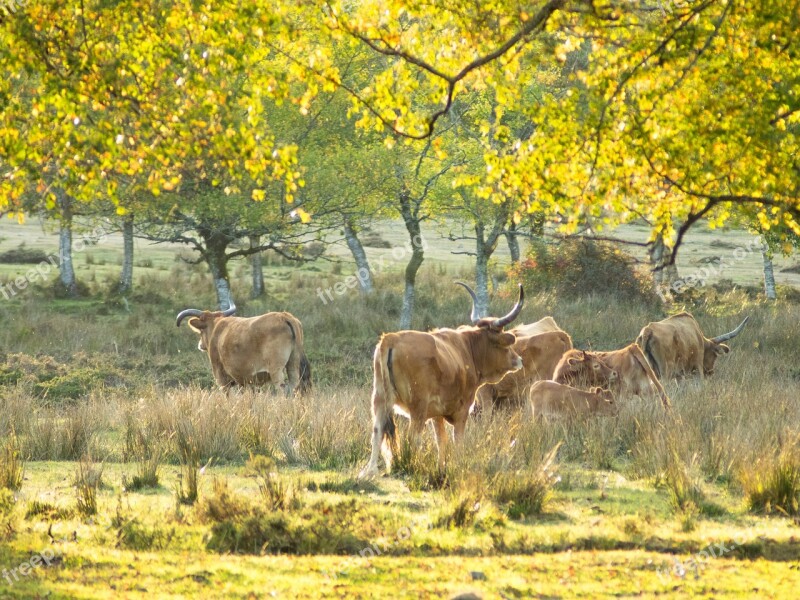 Cows Nature Farm Animal Cattle