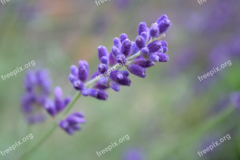 Lavender Purple Flower Purple Flowers Flower Purple Lavender Flowers