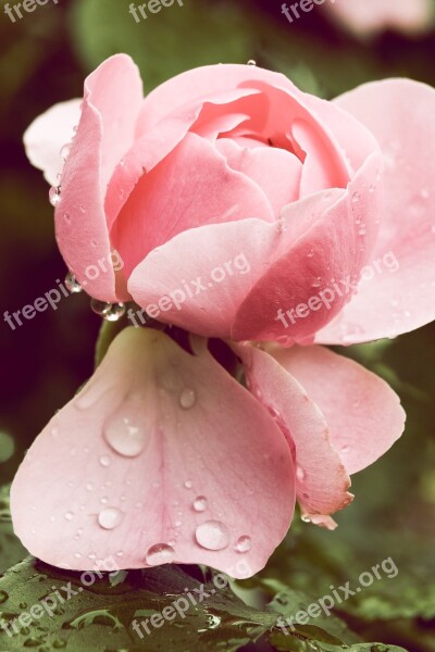 Rose Rain Raindrop Garden Summer Rain