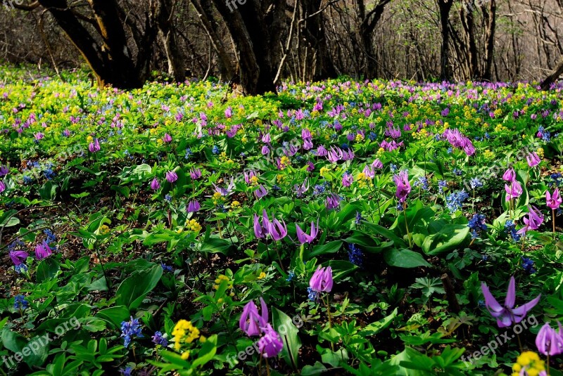 Nature Spring Spring Flowers How Do Landscape