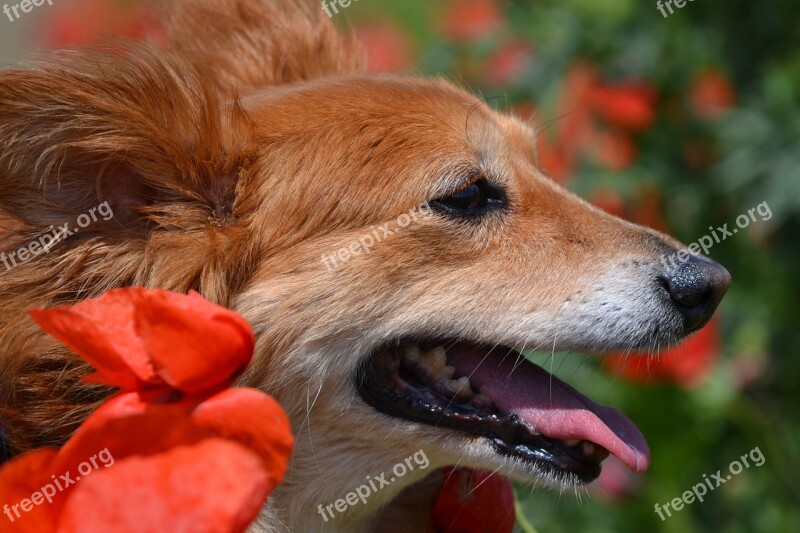 Dog Nature Outdoors Portrait Nut