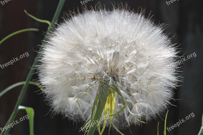 Dandelion Summer Plant Fluff Of A Dandelion Macro Photography