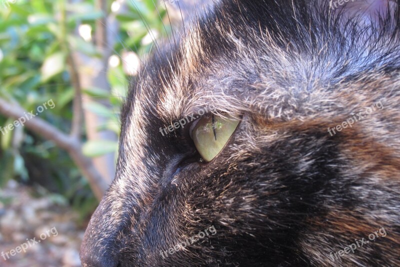 Cat Face Eye Side Animal