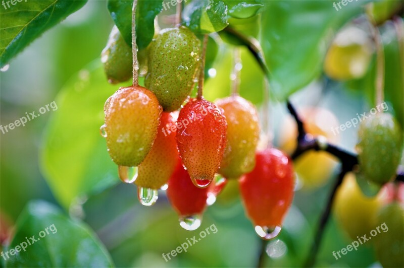 Fruit Bodhi Bodhi Fruit Sweet And Sour Free Photos