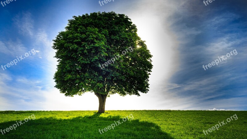 Tree Lonely Large Sky Lone Tree