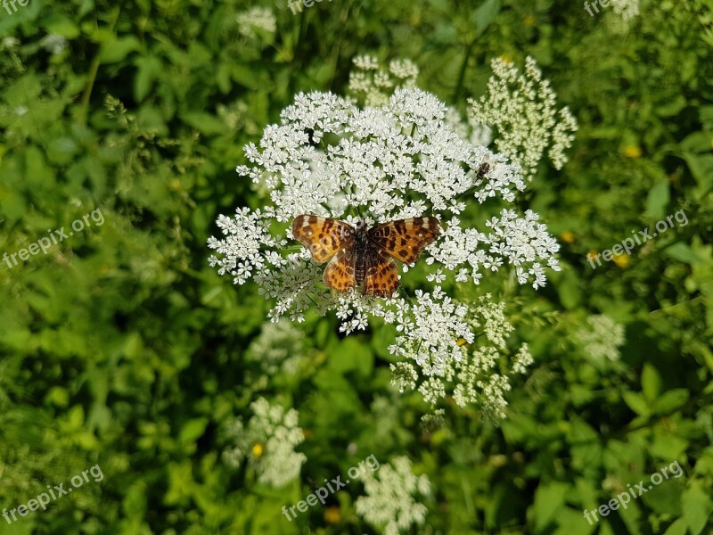 Nature Flower Garden Plant Summer