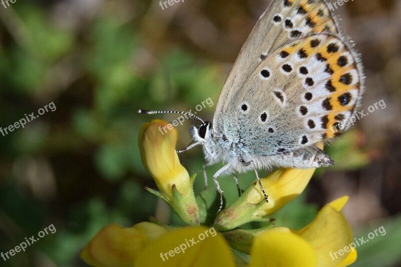 Common Bläuling Butterflies Macro Close Up Yellow Flowers