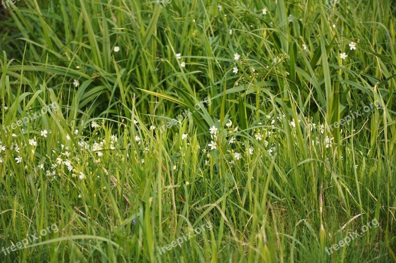 Grass Greens Nature Flowers Garden