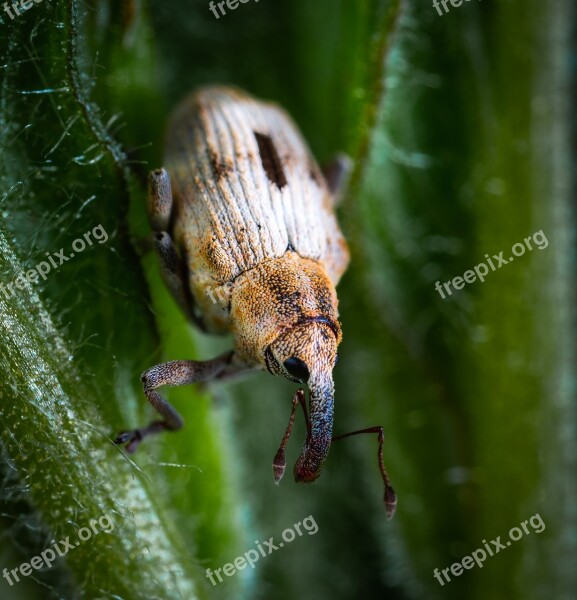 Beetle Insect Coleoptera Weevil Macro