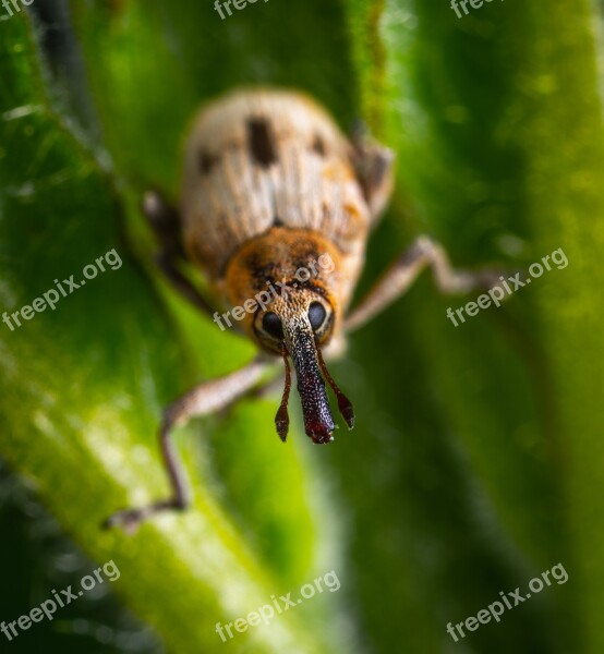 Beetle Insect Coleoptera Weevil Macro