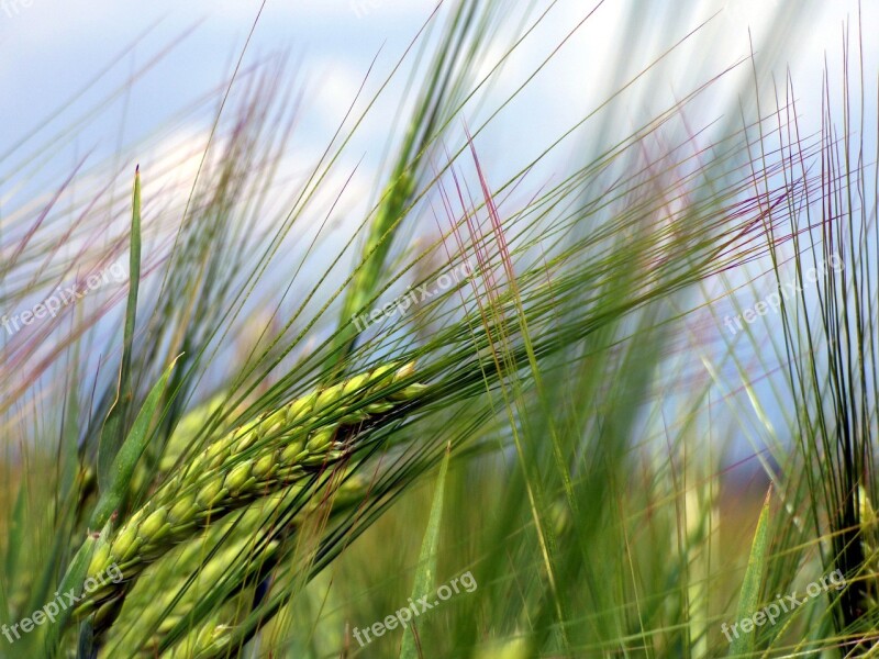 Barley Culture Epi Agriculture Power