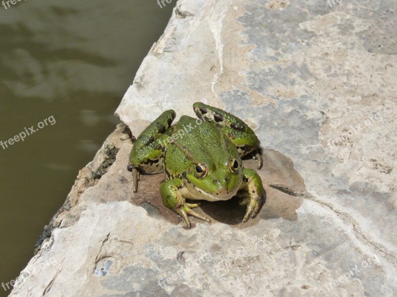 Frog Batrachian Raft Pond Croak