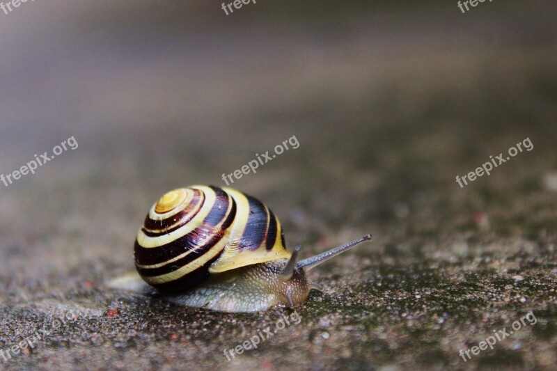 Snail A House For Snails Bow Tie Scallop Winniczek