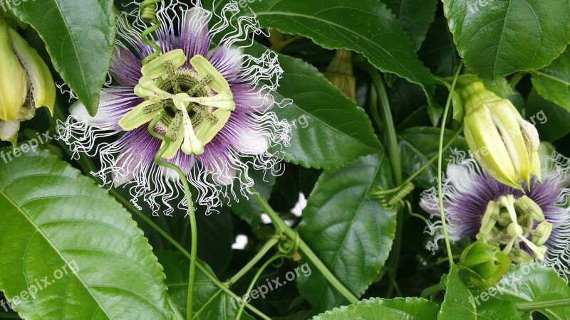 Nature Vine Flora Passionfruit Flower