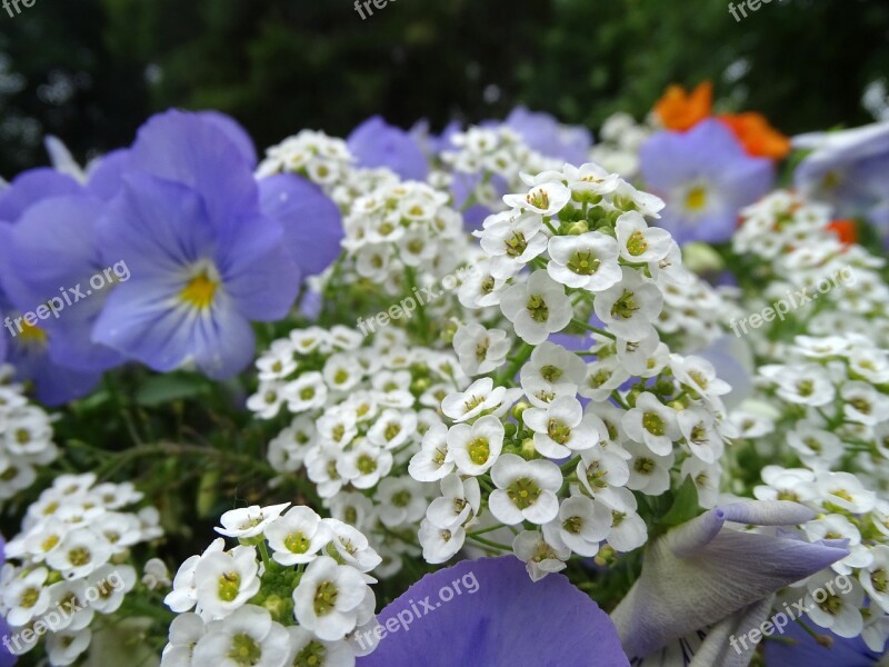 Flowers Flower Bed Multi Color Garden Plants Purple Flowers