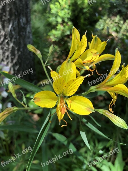 Yellow Flower Garden Plant White