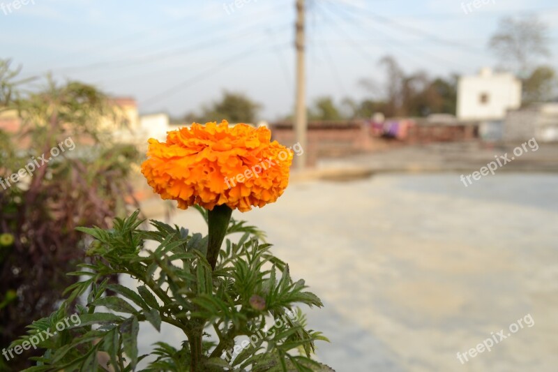 Flower Genda Marigold Festival Card