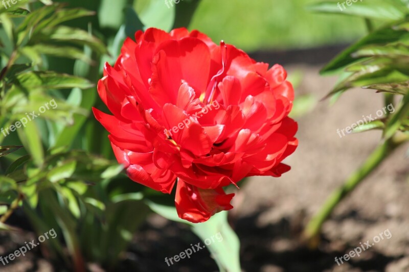 Flowers In The Park Spring Tulip Lomonosov