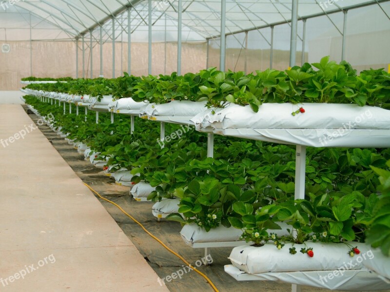 Strawberries Greenhouses Agriculture Free Photos