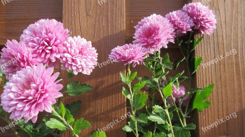 Aster Chrysanthemum Pink Flower Wood