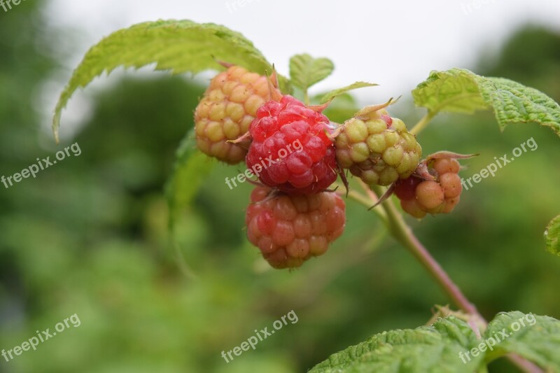 Raspberry Berry Japanese Raspberries Fresh Free Photos