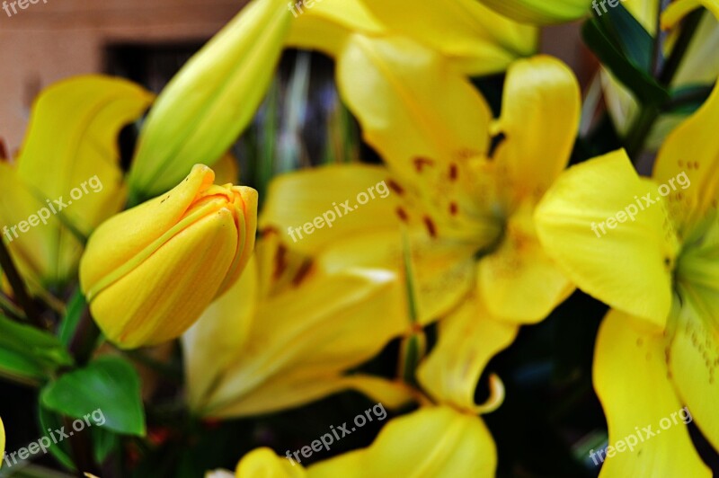 Lilium Lilium Yellow Lilies Yellow Flower Yellow