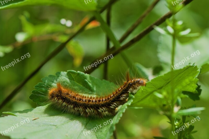 Caterpillar Bombyx Nature Spring Macro Photography