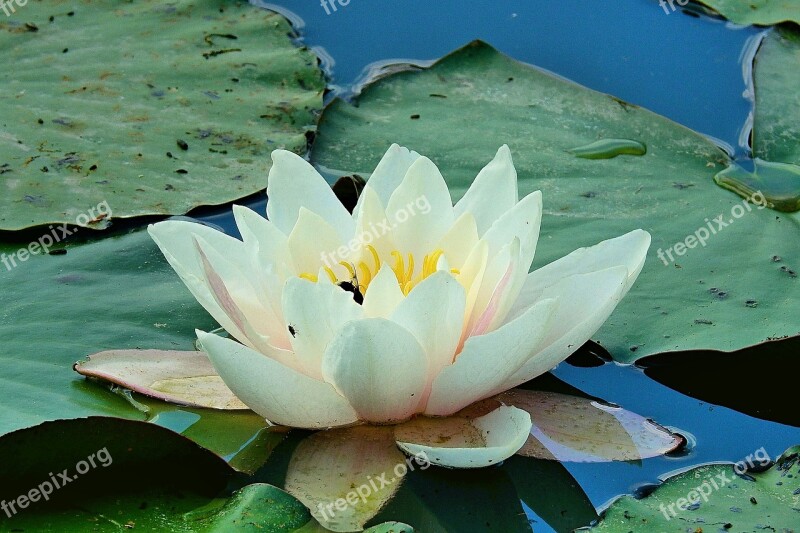 Flower Water Water Lily Nature Lily's Flourishing Free Photos