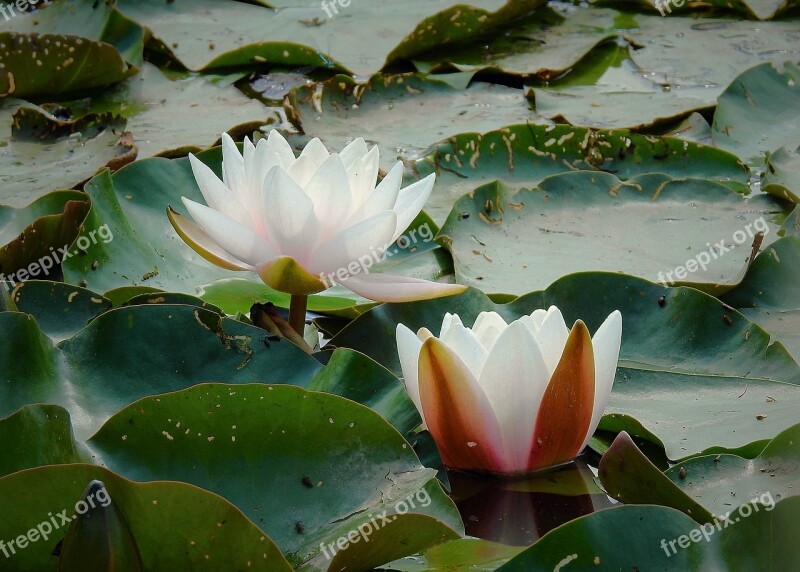 Water Lily The Beauty Of Nature Nature Lily's Flourishing Free Photos