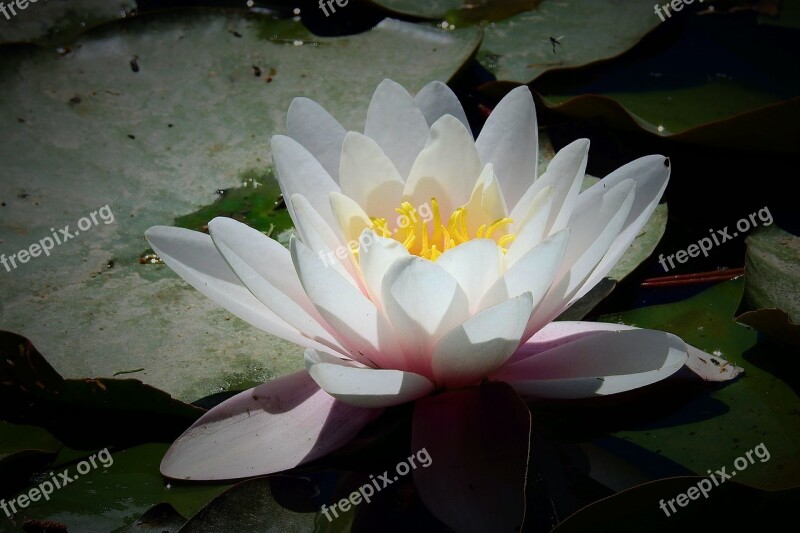 Water Lily Nature Flower Water Free Photos